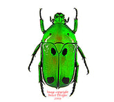 Heterorhina sexmaculata (Malaysia)